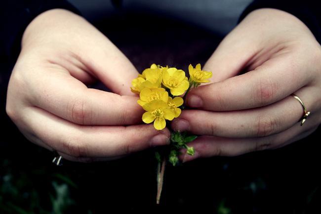 A woman's hands holding a small yellow flower